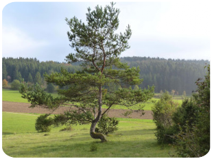Naturschutzgebiet Digelfeld mit Kiefer