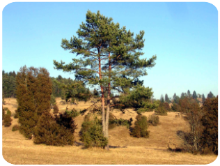 Hayingen Naturschutzgebiet Digelfeld