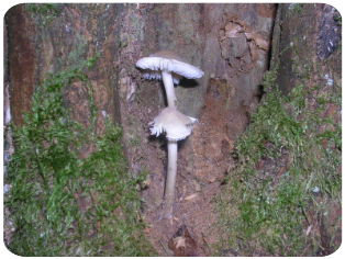 Baum mit Pilz im Bauch 