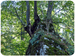 Felssporn mit Baum