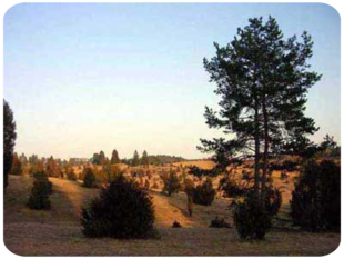 Wacholderheide Digelfeld
