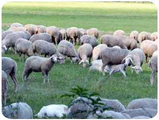 Schafe im Tal der Großen Lauter