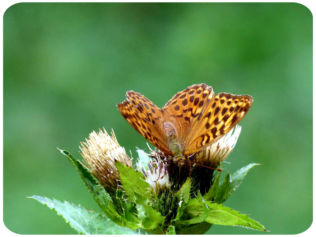 Wolfstal mit Distelfalter